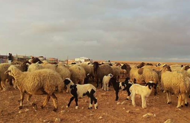 عيد الأضحى